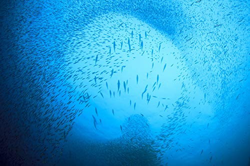 Wild Caught Sardines in Olive Oil - 12-Pack