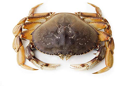 Fresh 8 lb Live Dungeness Crab