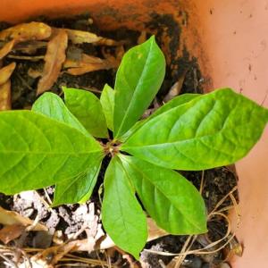 Budget (Rap / R&B Version)