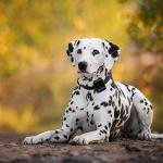 Tractive 3G GPS Dog Tracker – Unlimited Range Device