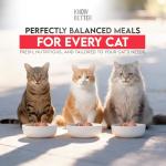 Know Better Raw Cat Food - Vet Approved Beef Supplement
