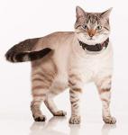 Marco Polo Smart Pet Tracker for Dogs and Cats