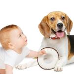 Sustainable Cotton Canvas Dog Toy Set for Chewers