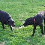 Eco-Tugger Natural Hemp Dog Tug Toy 12”