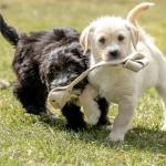 Eco-Tugger Natural Hemp Dog Tug Toy 12”