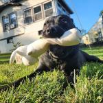 Sustainable Cotton Canvas Dog Toy Set for Chewers