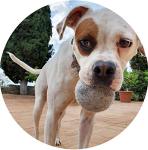 Eco-Friendly Organic Wool Dog Balls - 2-Pack