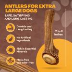Premium XL Elk Antler Dog Bone for Chewers