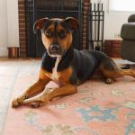 Whitetail Naturals Medium Deer Antler Dog Chews