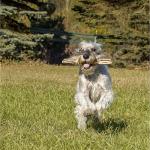 Eco-Friendly Hemp Floating Dog Fetch Toy