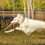 Eco-Friendly Hemp Floating Dog Fetch Toy