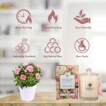 Wavertree & London Organic English Rose Soy Candle