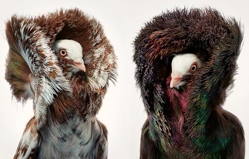 Diverse Bird Feed for Backyard Feathered Friends