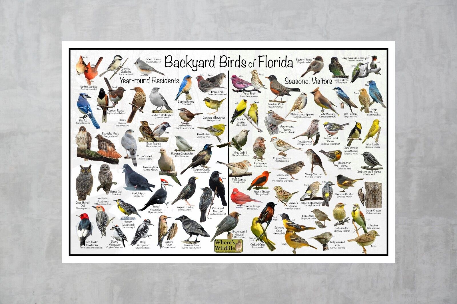 Florida Backyard Birds Identification Poster / Quick Guide