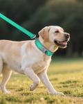 Teal Reflective Dog Collar for Large Breeds