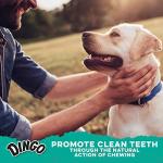 Dingo Dental Sticks 48 Count for Healthy Teeth