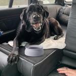 SLSON Spill Proof Collapsible Dog Travel Water Bowl