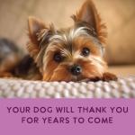 Health Extension Chicken & Pumpkin Dog Food 9 oz