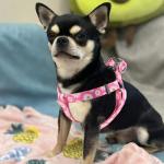 QQPETS Adjustable No Pull Dog Harness and Leash