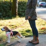 QQPETS Adjustable No Pull Dog Harness and Leash