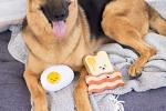 Fun Breakfast Squeaky Dog Toy Set of 3