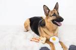 Fun Breakfast Squeaky Dog Toy Set of 3