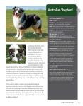 Dog Breed Guide: 200+ AKC Breeds Inside