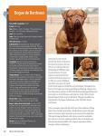 Dog Breed Guide: 200+ AKC Breeds Inside