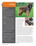 Dog Breed Guide: 200+ AKC Breeds Inside