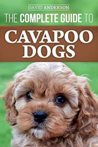Cavapoo Dog Care: Training and Raising Guide