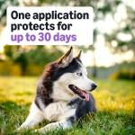 Amazon Basics Flea and Tick Treatment for Dogs