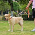 Waterproof Orange Dog Collar with Quick Release Buckle