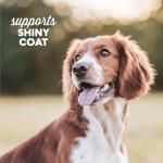 Grain-Free Salmon Soft Chews for Dogs, 14 oz