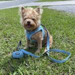 Voyager Reflective Dog Leash with Neoprene Handle