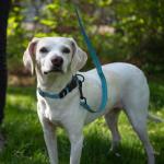 Voyager Reflective Dog Leash with Neoprene Handle