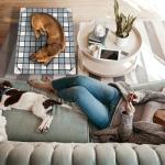 Elevated Outdoor Dog Bed for Medium Dogs