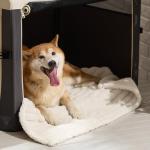 Waterproof Dog Blanket for Large Dogs 40"x50