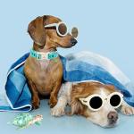 Cute Blue Sea Turtle Dog Collar for All Breeds