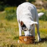 Carhartt Packable Nylon Duck Dog Bowl