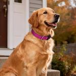 Erbine Hot Pink Reflective Dog Collar for Large Dogs