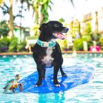 Cute Blue Sea Turtle Dog Collar for All Breeds