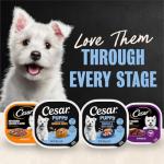 CESAR Soft Wet Puppy Food Chicken & Beef 24-Pack