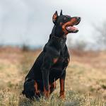 Adjustable Military Tactical Dog Collar for Large Dogs