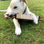 ASOCEA Interactive Tug Toy for Medium to Large Dogs