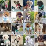 Bella & Pal Adjustable No-Pull Dog Harness and Leash