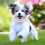 Purple Rhinestone Dog Collar for Small Dogs