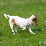 Purple Rhinestone Dog Collar for Small Dogs