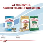 Royal Canin X-Small Puppy Thin Slices in Gravy