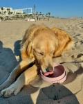 Portable Travel Dog Bowls - BPA-Free Water Set