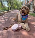 Portable Travel Dog Bowls - BPA-Free Water Set